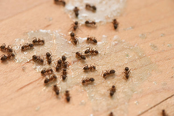 Best Pest Control Treatment  in West Covina, CA